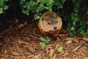 Do Groundhogs Hibernate? Woodchuck Hibernation Habits and Facts