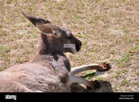 Red Australian Kangaroo Stock Photo - Alamy