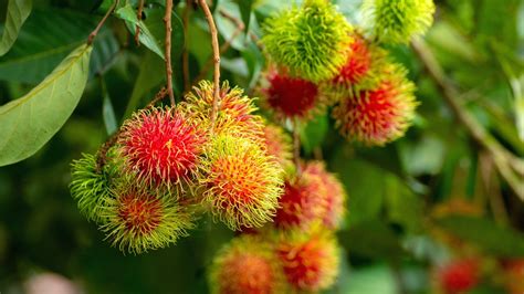 How to Plant, Grow and Care For Rambutan Trees