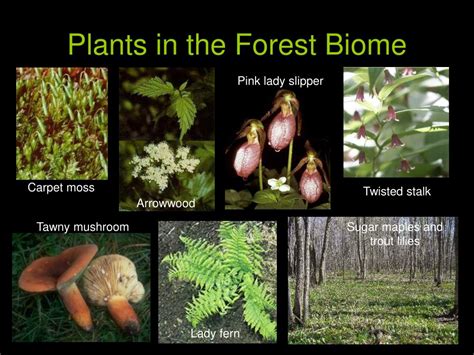 PPT - Temperate Forest Biomes PowerPoint Presentation, free download - ID:2999767