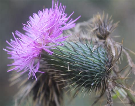 Thorny Purple Flower image - Free stock photo - Public Domain photo ...