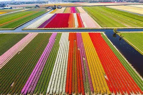 Aerial Drone Shot View of Tulips Field Near Keukenhof in Netherlands Stock Image - Image of ...