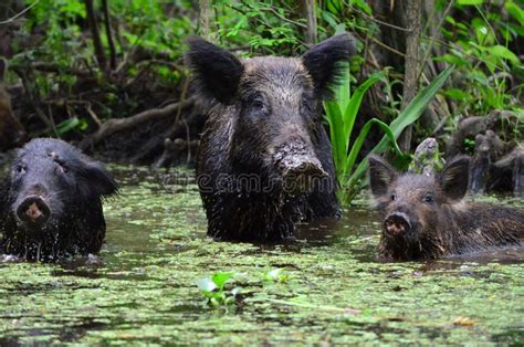 Wild Pigs in a Swamp stock photo. Image of boar, mammal - 31946500