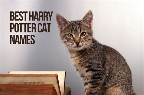 Harry Potter Cat Names 100+ CUTE & TOP & BEST Ideas - KittenMeow