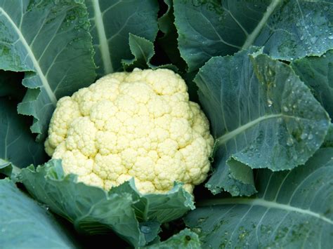 Growing Cauliflower In Containers - Learn How To Grow Cauliflower In Pots