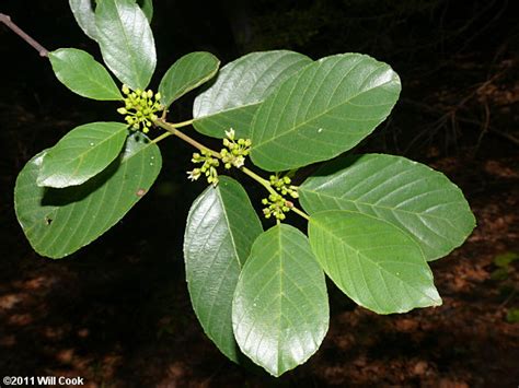 Carolina Buckthorn (Frangula caroliniana)