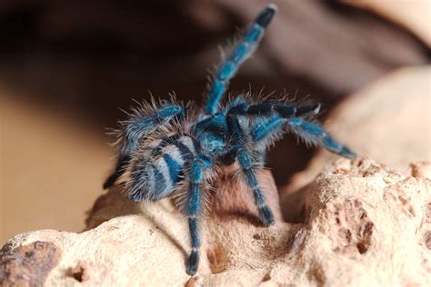 Caribena versicolor • 3/4" spiderlings • Arachnoiden