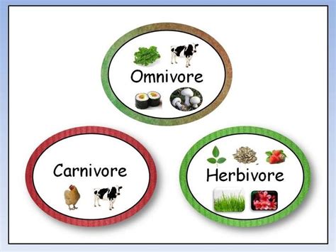 Omnivore, Carnivore, Herbivore | Omnivores activities, Herbivore, Omnivore