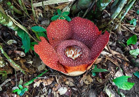 Giant Rafflesia Stock Images - Image: 37763244