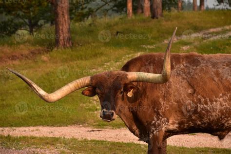 Very Long Horns on a Longhorn Steer 12200095 Stock Photo at Vecteezy