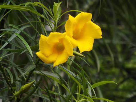 Yellow Oleander Plant