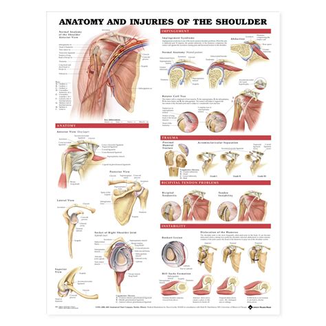 Anatomy and Injuries of the Shoulder Anatomical Chart - The Physio Shop