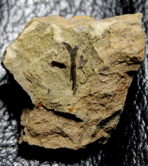 Silurian oldest fossil land plant for sale. Cooksonia