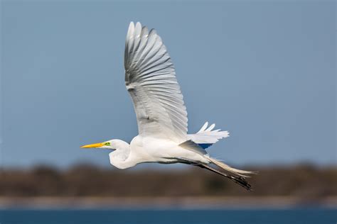 Flying Egret - T. Kahler Photography