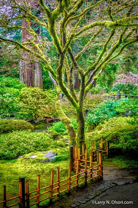 Japanese Garden, Portland, Oregon - Larry N. Olson Photography