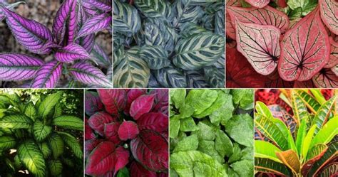 30 Popular Plants with Big Leaves (With Names and Photos)