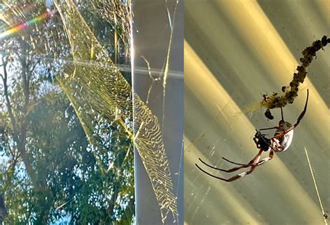 Golden silk web: Golden Orb-weaving Spider • Flinders Ranges Field ...