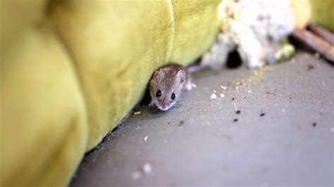 Clean Up Gross Mouse Droppings With This Common Household Staple