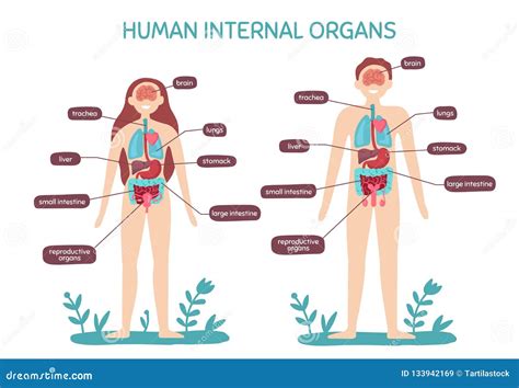 ajustar Pesimista Independencia human body anatomy diagram female ...