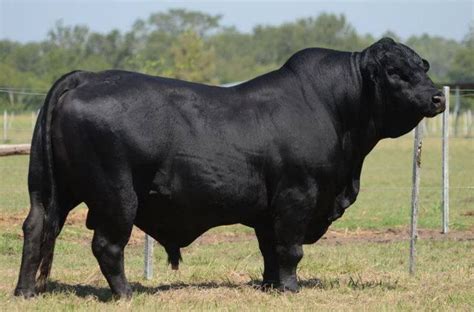 Pin by Meredith Seidl on Farmstead Life | Beef cattle, Cattle ranching, Bull cow