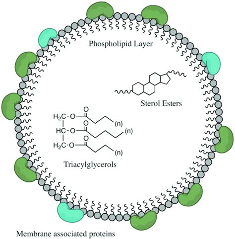 7. Composition of lipid droplets. Mtb accumulate and utilize ...