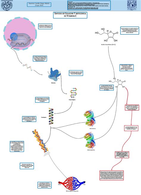 Sintesis de Colageno y Vitamina C - La sintesis de Colageno inicia con ...
