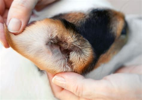 Dermatite da Pulci - Clinica Veterinaria Privata: Casa del Cane e Del Gatto