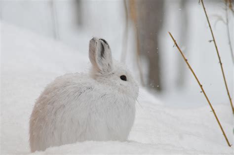 How the Snowshoe Hare Is Losing Its Winter Whites – National Geographic Education Blog