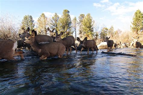 Kangaroos in Wyoming?! | TheFencePost.com