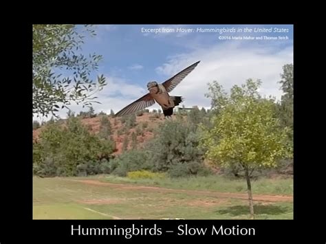 Hummingbirds – Slow Motion - Hummingbird Pictures