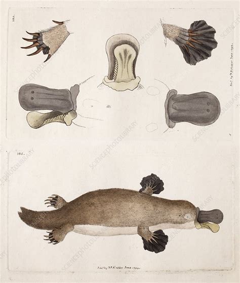 Platypus anatomy (Shaw), 1799 - Stock Image - C028/9584 - Science Photo Library