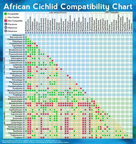 African cichlid compatibility chart | African cichlids, African cichlid aquarium, Freshwater fish