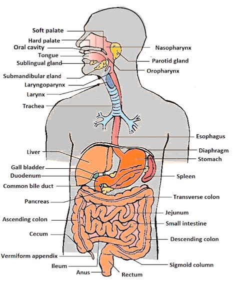 Human Body Organs List - Parts of Body Name