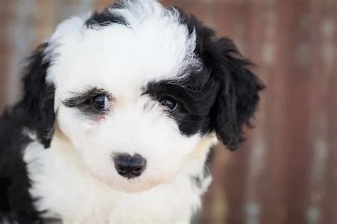 Sheepadoodle [Temperament, Personality, Health, & More]