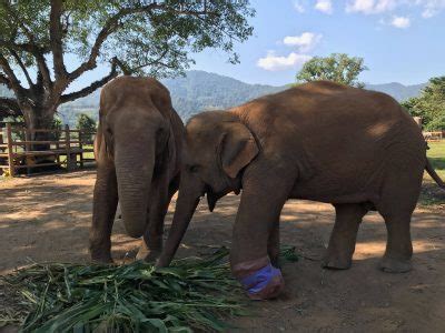 Visiting a Chiang Mai Elephant Sanctuary - Mommy Travels