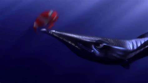 Pixar's Finding-Nemo (2003) - Barracuda Attack (Scene) - video Dailymotion