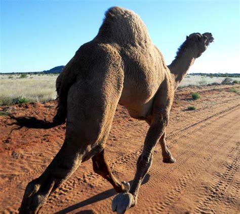 National Code of Practice for the humane control of feral camels ...