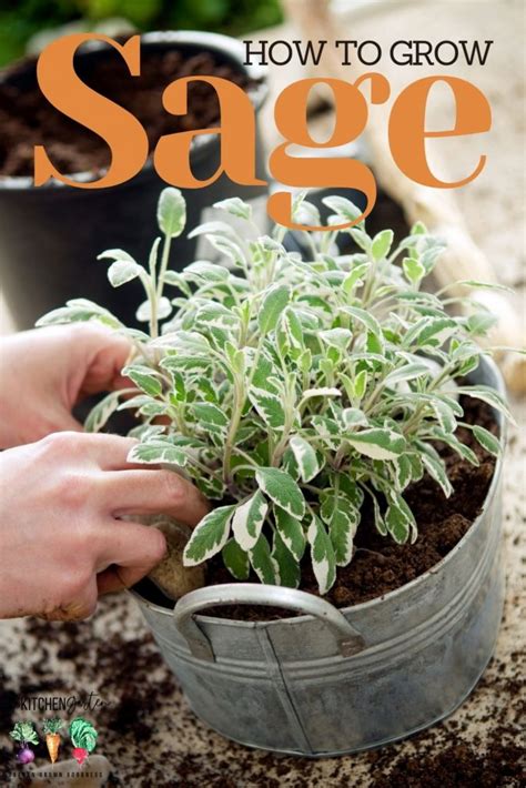 How to Plant, Grow, and Harvest Sage - The Kitchen Garten