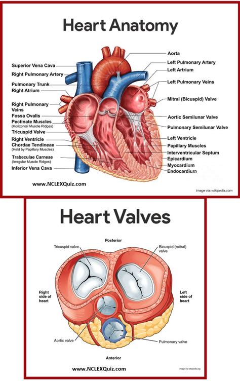 Science Heart Diagram Smith, k / anatomy and physiology activities - freevoucher2020