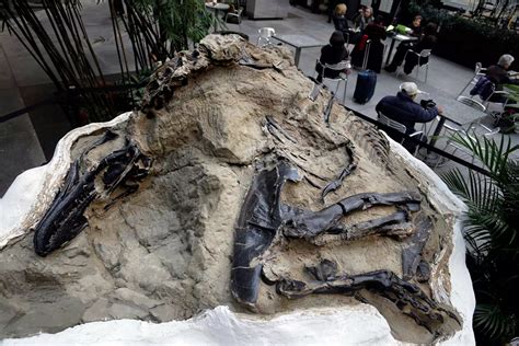 The 'Dueling Dinosaurs' fossil shows a T. rex and triceratops in a possible fight. Researchers ...