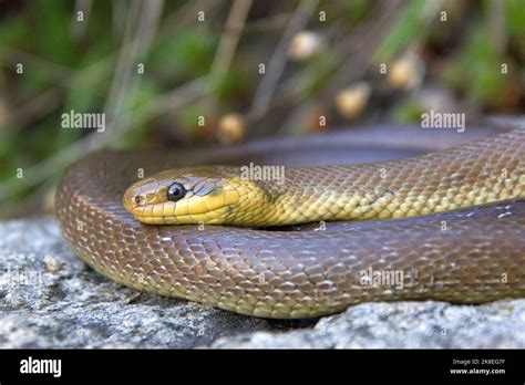 The Aesculapian snake (Zamenis longgisimus) in a natural habitat Stock ...