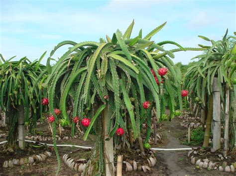 Buah Naga Pendatang Baru yang Naik Daun