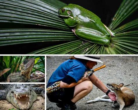 Wildlife Habitat Port Douglas - Meet The Animals of Northern Queensland