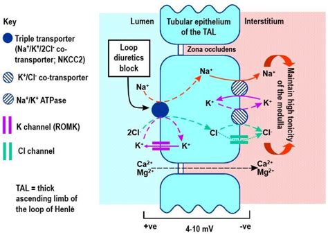 Loop Diuretics - BioPharma Notes