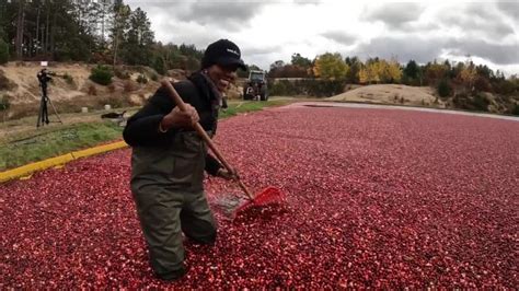 Cranberry harvest season underway in Wisconsin - YouTube