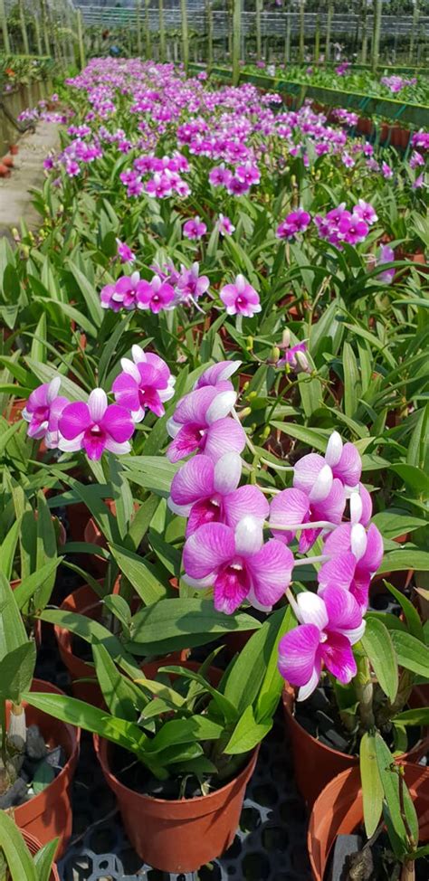 Orchid farms walk... Heng Soon Farm,... - Orchid Singapore