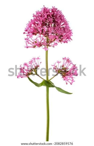 3,864 Valerian White Images, Stock Photos & Vectors | Shutterstock