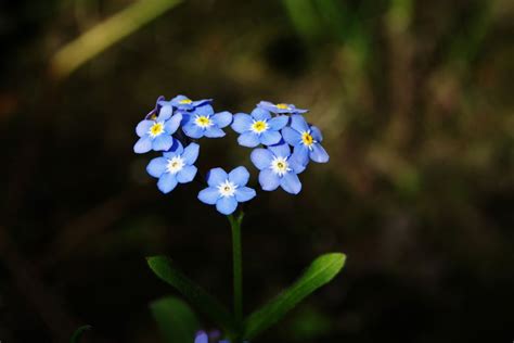 What is Alaska's State Flower? Discover Forget-Me-Not! - States Tale