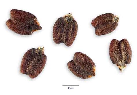 Basil Seeds,Ocimum Basilicum Seed,Basil Cinnamon Seeds Exporters