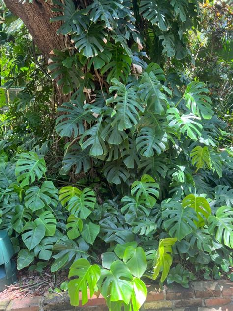 Monstera Deliciosa, Greens, Wild, Mother Earth, Plants, Home